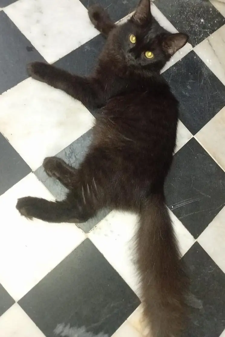 jet black male cat with orange eys 4 month old double cotted — photo 4