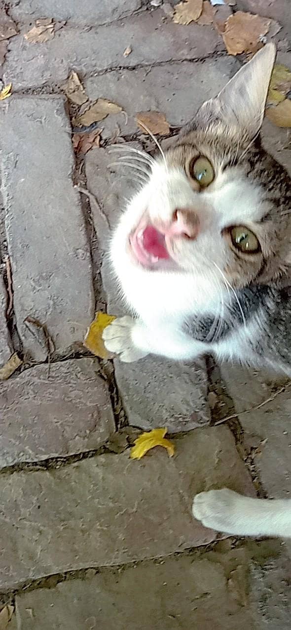 Cute CATO 1