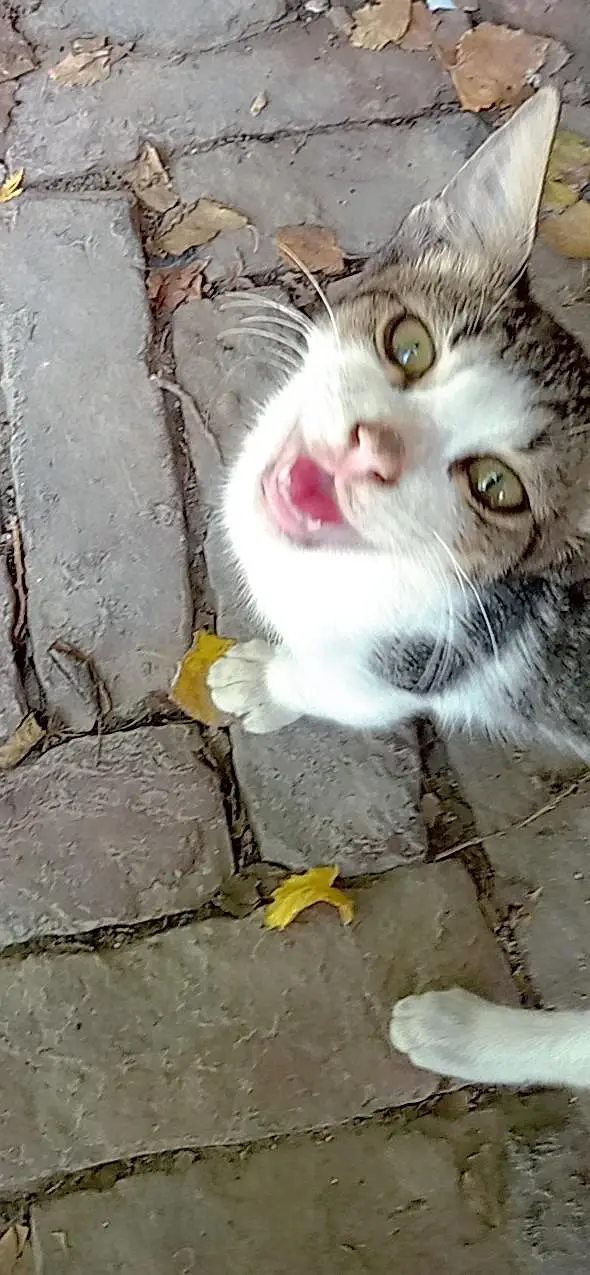 Cute CATO — photo 2