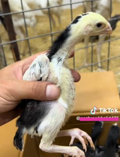 shamo chicks per pc 5k cont whatsapp pa kra 03092054608