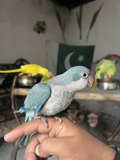Handtame Quaker parrot | blue conure |love birds