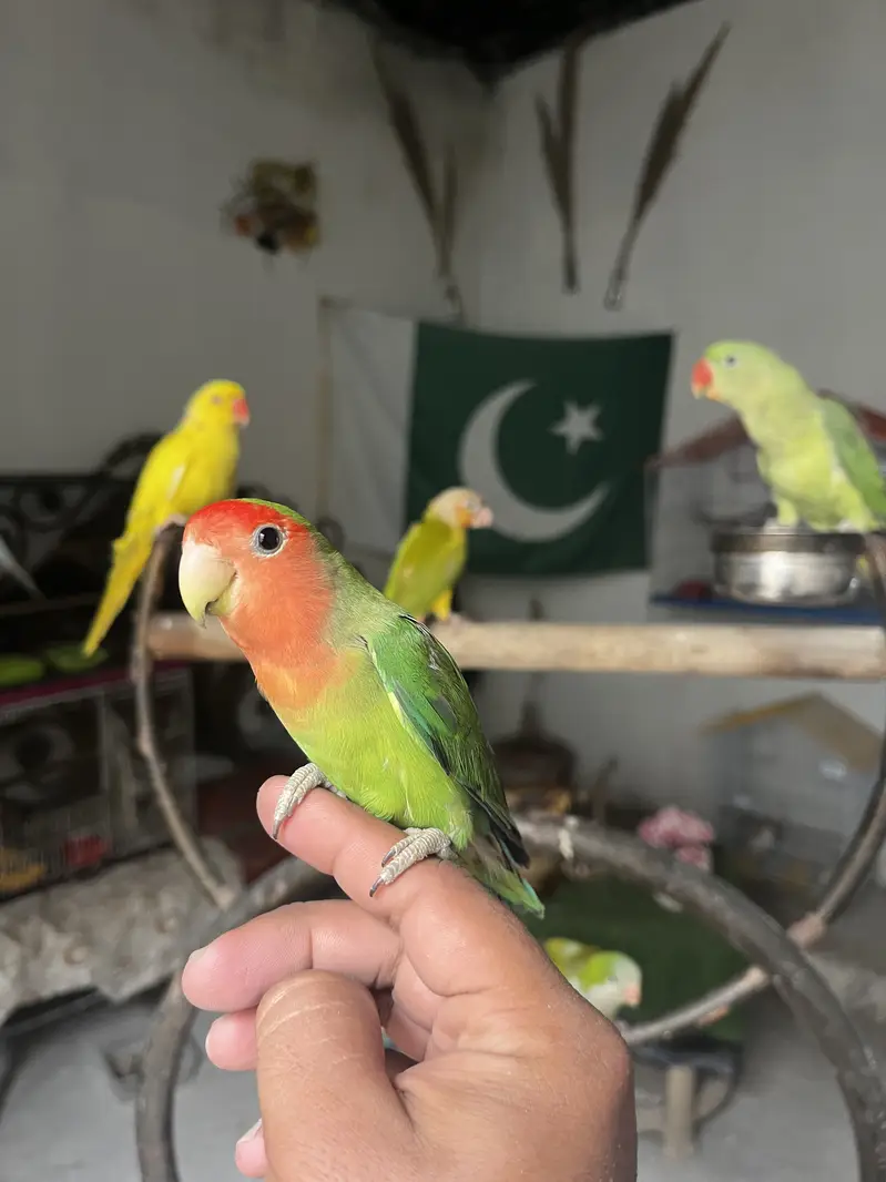 Handtame Quaker parrot | blue conure |love birds — photo 3