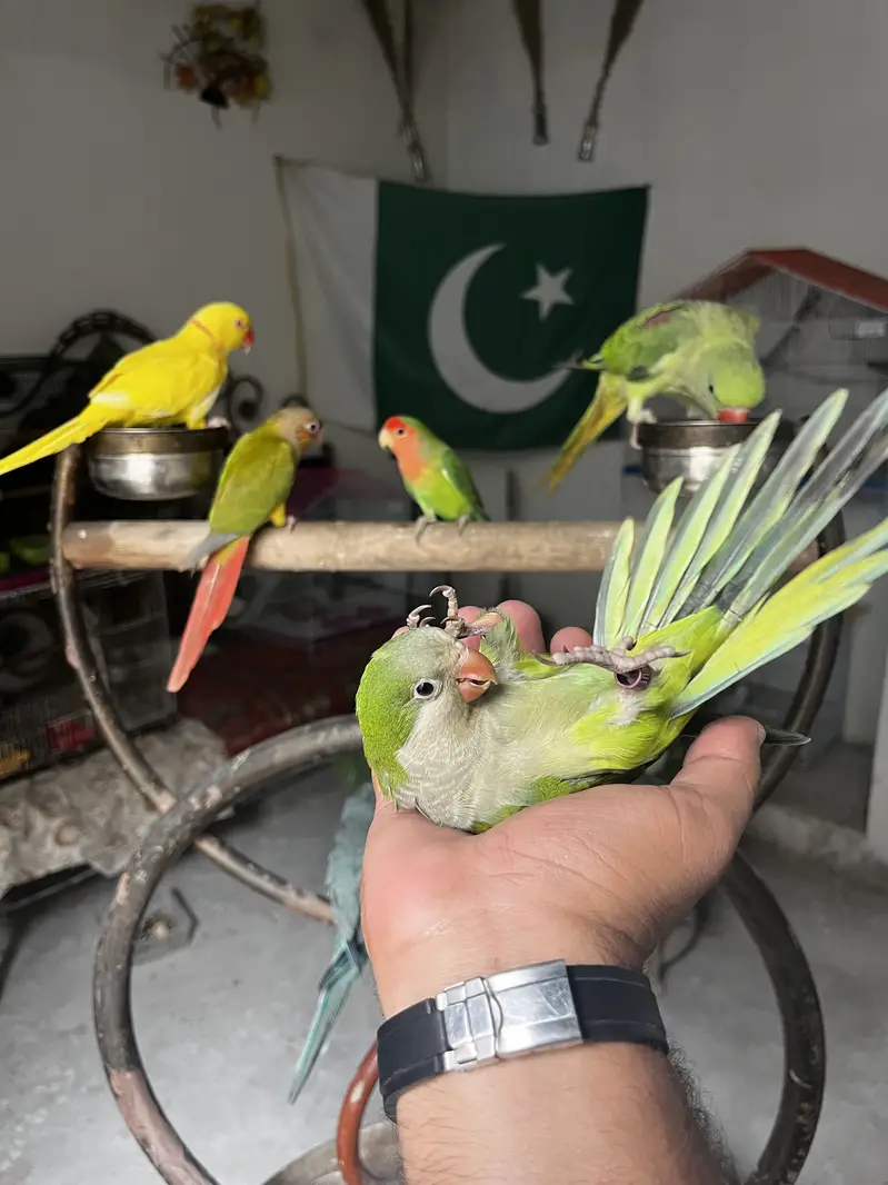Handtame Quaker parrot | blue conure |love birds — photo 5