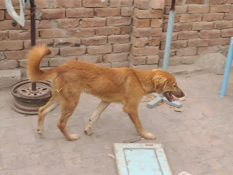 GOLGEN RETRIEVER — photo 2