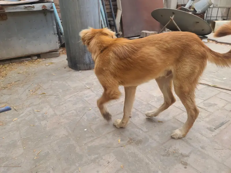 GOLGEN RETRIEVER — photo 3