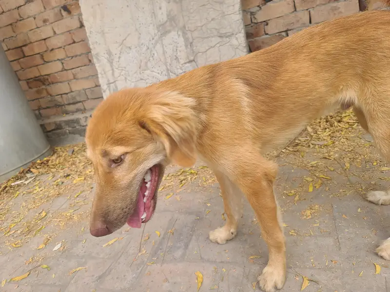 GOLGEN RETRIEVER — photo 4