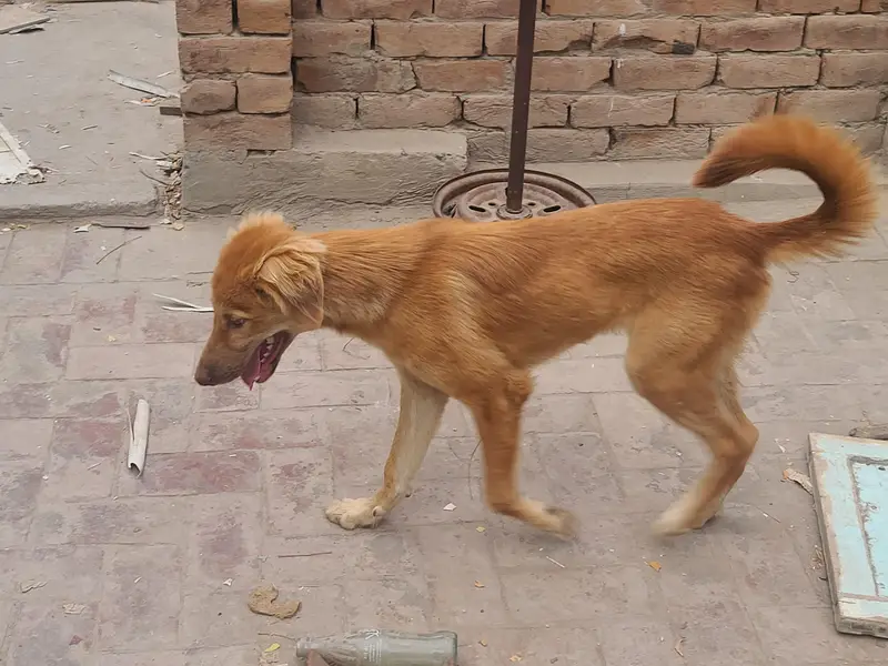 GOLGEN RETRIEVER — photo 5