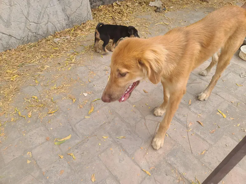 GOLGEN RETRIEVER — photo 6