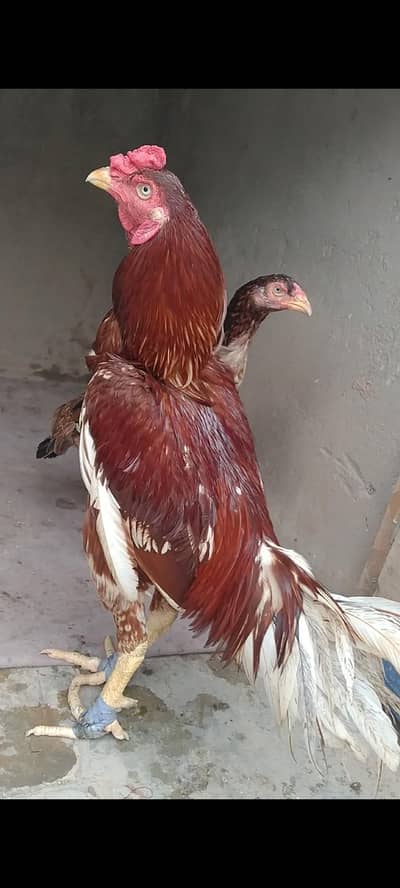 aseel pair for sale