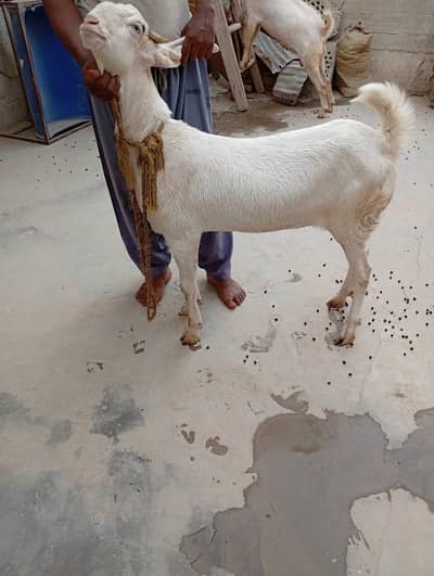 4 dant ki gulabi or aik 4 dant ka Nigerian tedda
