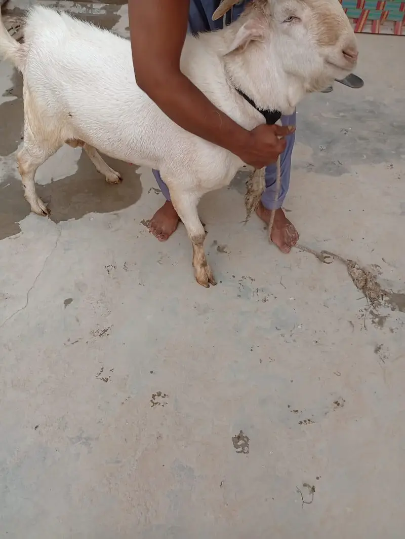 4 dant ki gulabi or aik 4 dant ka Nigerian tedda — photo 2