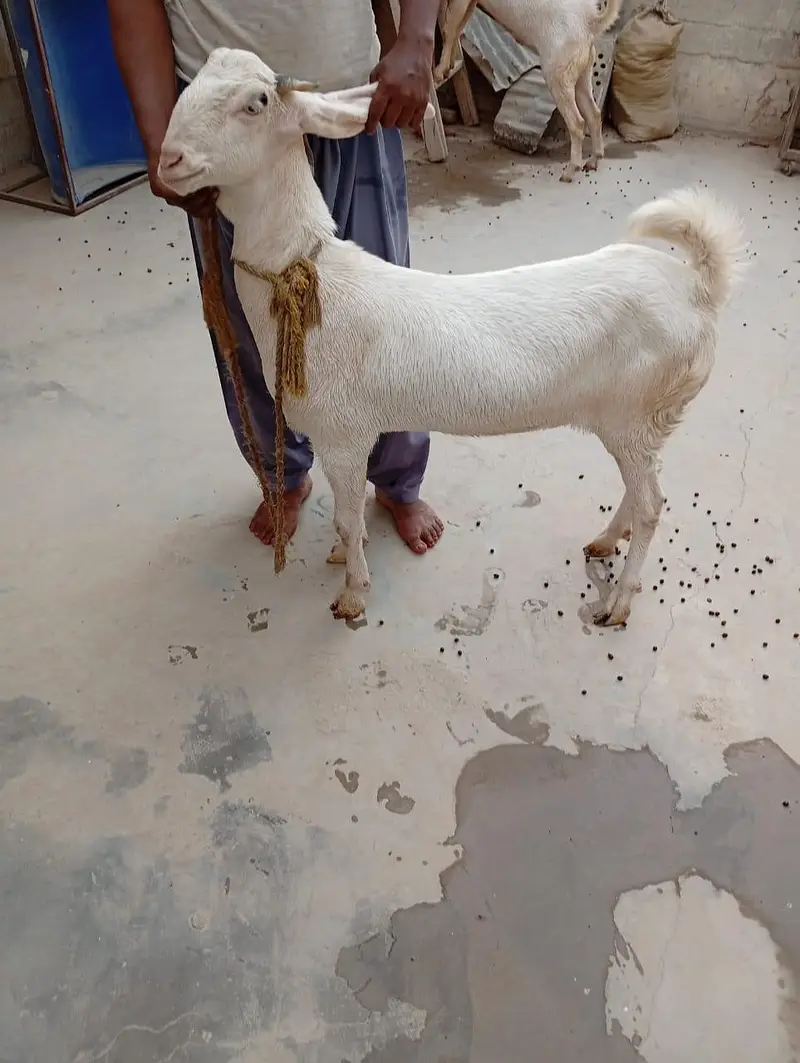 4 dant ki gulabi or aik 4 dant ka Nigerian tedda — photo 3
