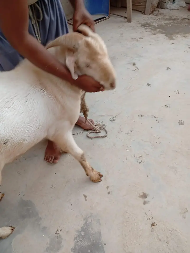 4 dant ki gulabi or aik 4 dant ka Nigerian tedda — photo 4