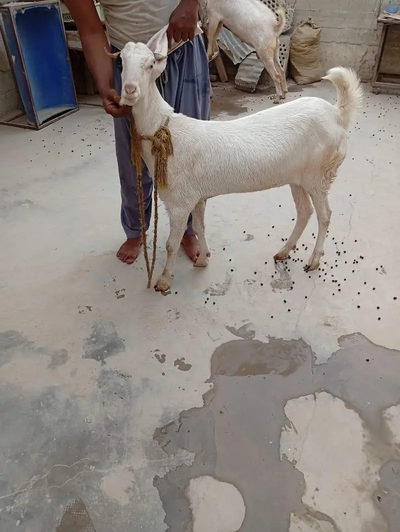 4 dant ki gulabi or aik 4 dant ka Nigerian tedda — photo 5