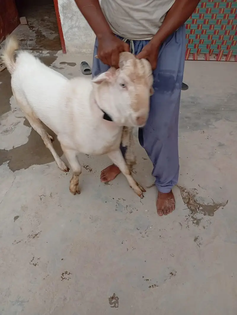 4 dant ki gulabi or aik 4 dant ka Nigerian tedda — photo 6