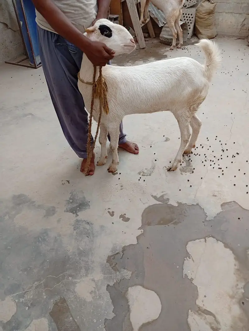 4 dant ki gulabi or aik 4 dant ka Nigerian tedda — photo 7