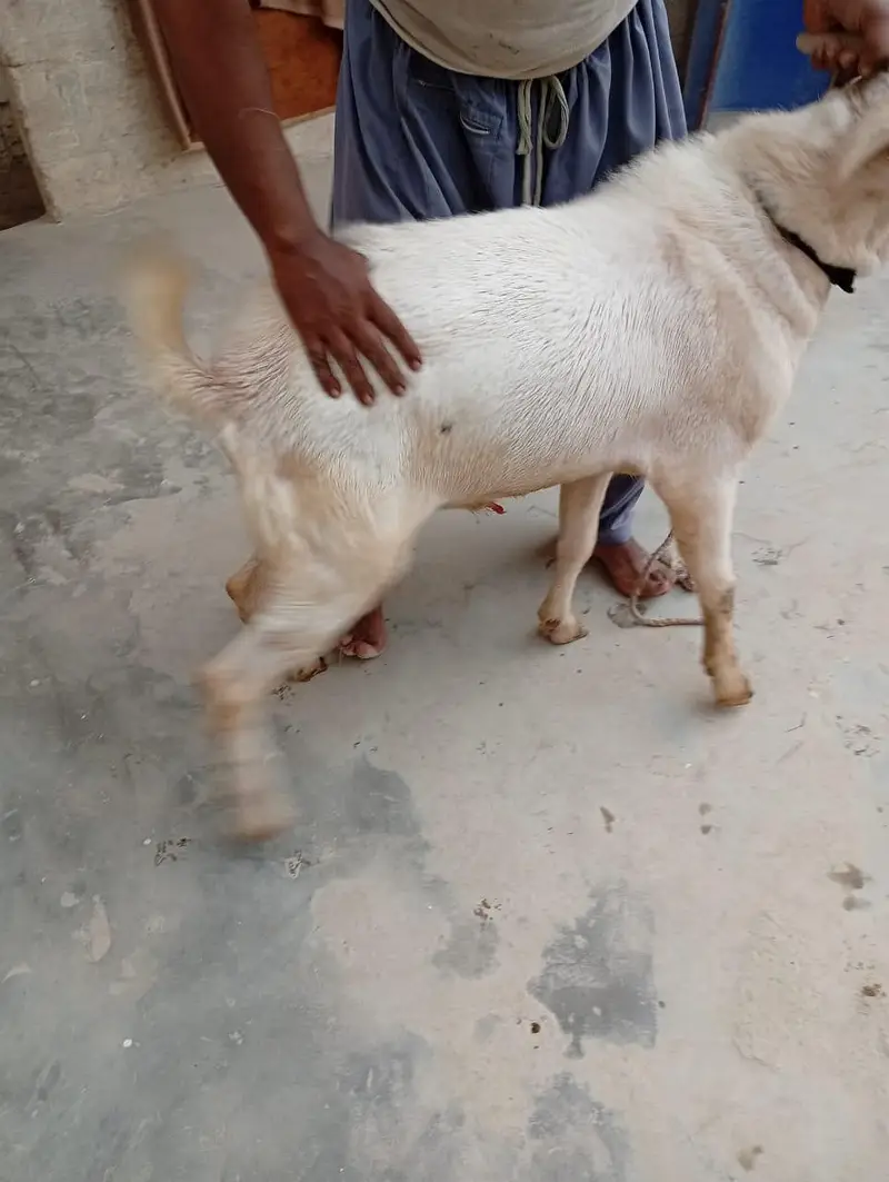 4 dant ki gulabi or aik 4 dant ka Nigerian tedda — photo 8