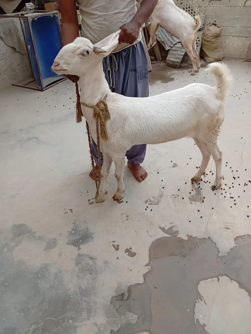 4 dant ki gulabi or aik 4 dant ka Nigerian tedda — photo 9