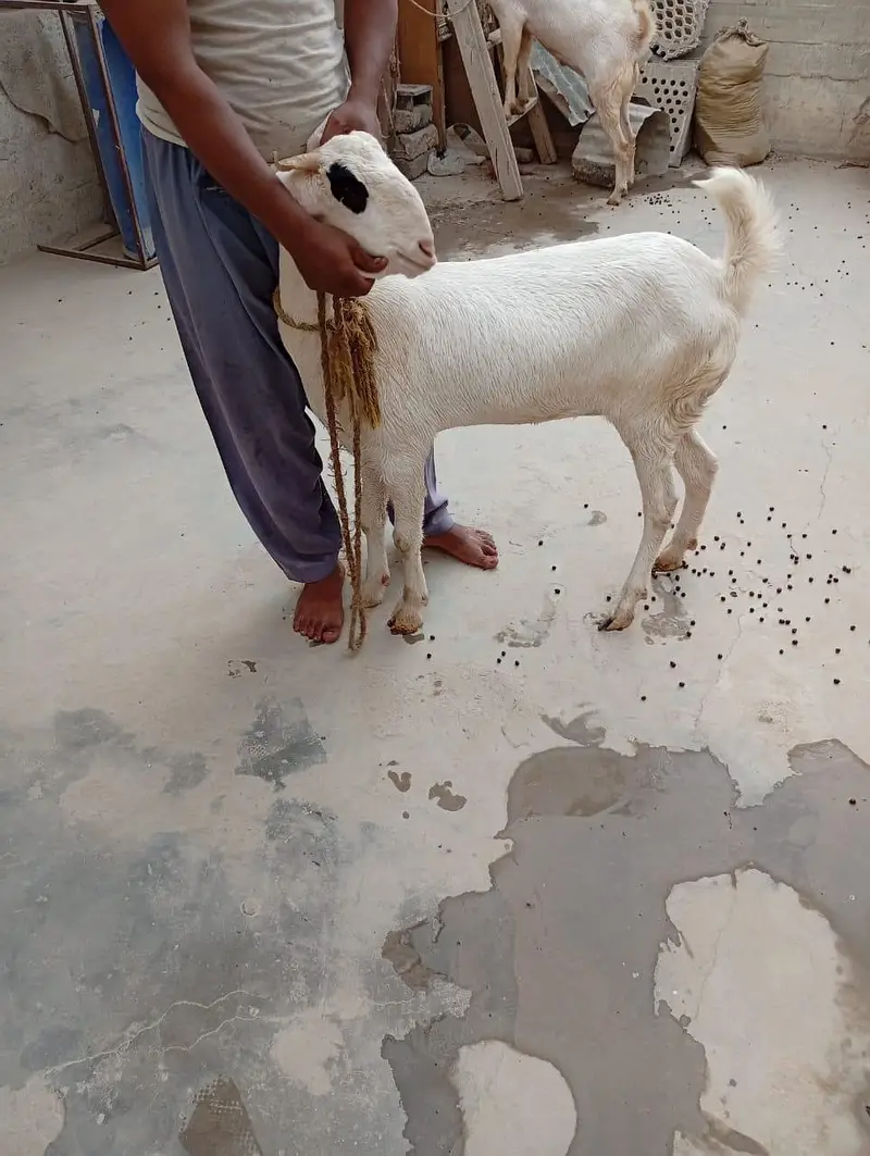 4 dant ki gulabi or aik 4 dant ka Nigerian tedda — photo 10
