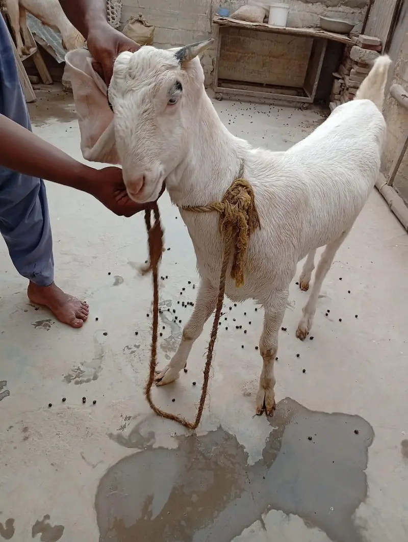 4 dant ki gulabi or aik 4 dant ka Nigerian tedda — photo 11