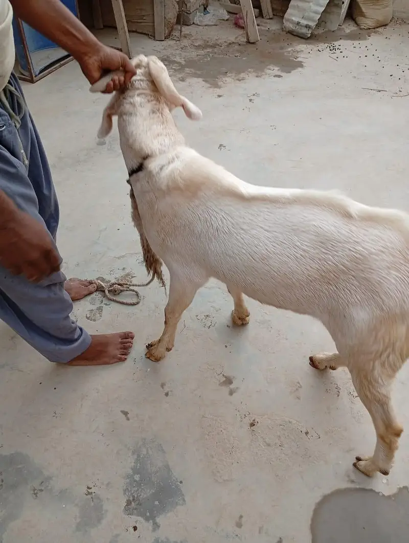 4 dant ki gulabi or aik 4 dant ka Nigerian tedda — photo 12