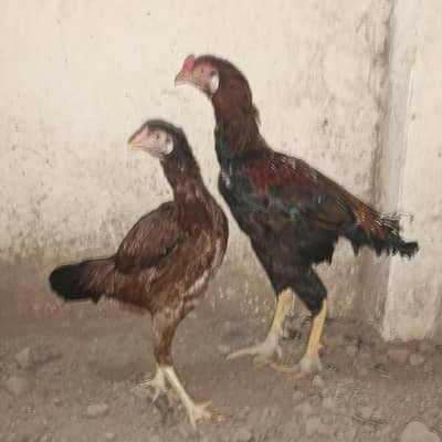 pinjra and hen pair