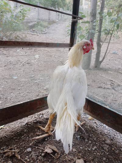 Herra - Exchange Possible (Heera White Noak Nali)