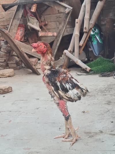 pta ni kon c nasala hai