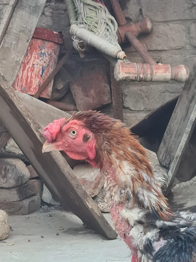 pta ni kon c nasala hai — photo 2