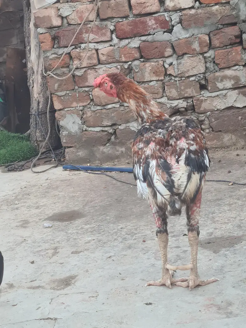 pta ni kon c nasala hai — photo 3