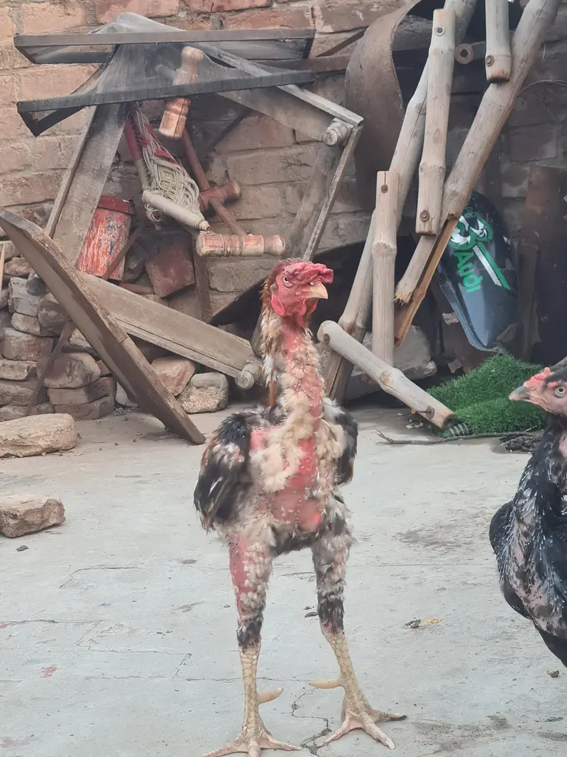 pta ni kon c nasala hai — photo 4