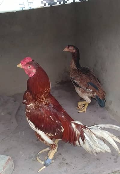 aseel pair for sale