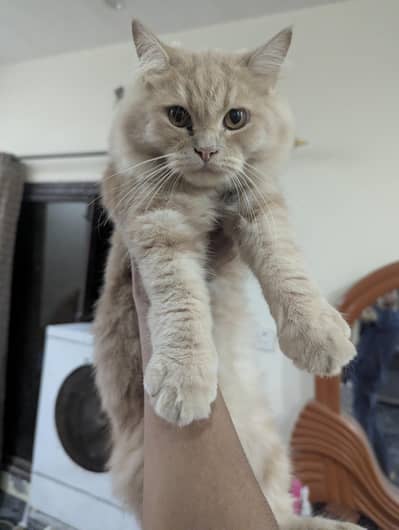 Fawn Persian male kitten