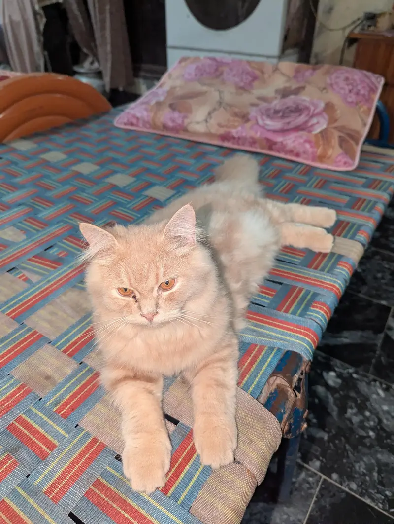Fawn Persian male kitten — photo 3