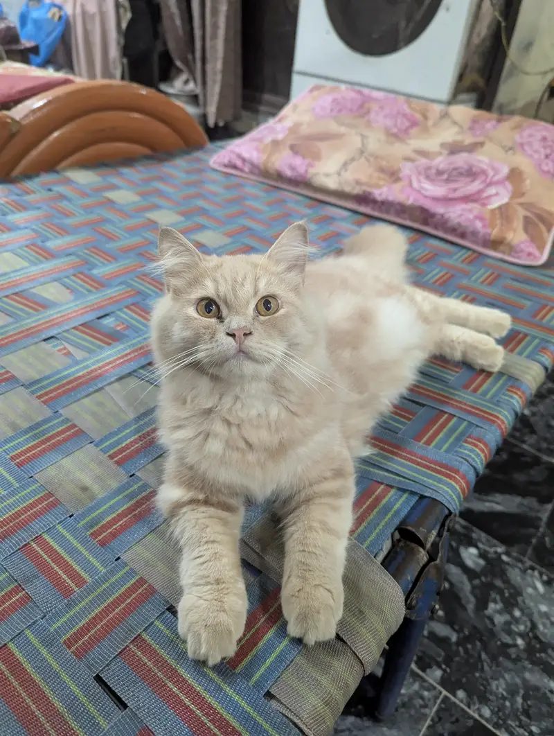 Fawn Persian male kitten — photo 4