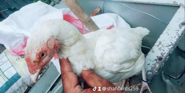 aseel mianwali Paperwhite hera hen