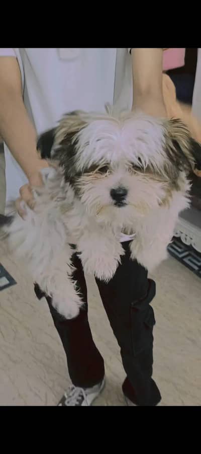 female puppy