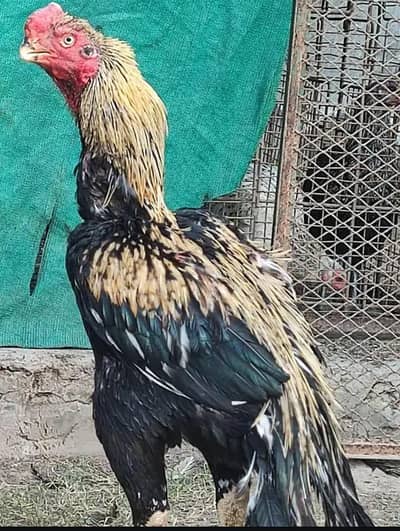 parrot beak long tail urgent sale