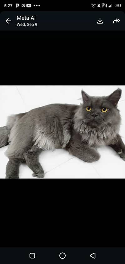 Persian male cat Age 1 year.