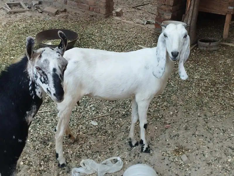 3 pic for 2 male 1 female  galmori male ha AK chota male  white female — photo 3