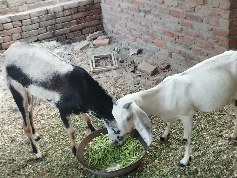 3 pic for 2 male 1 female  galmori male ha AK chota male  white female — photo 4