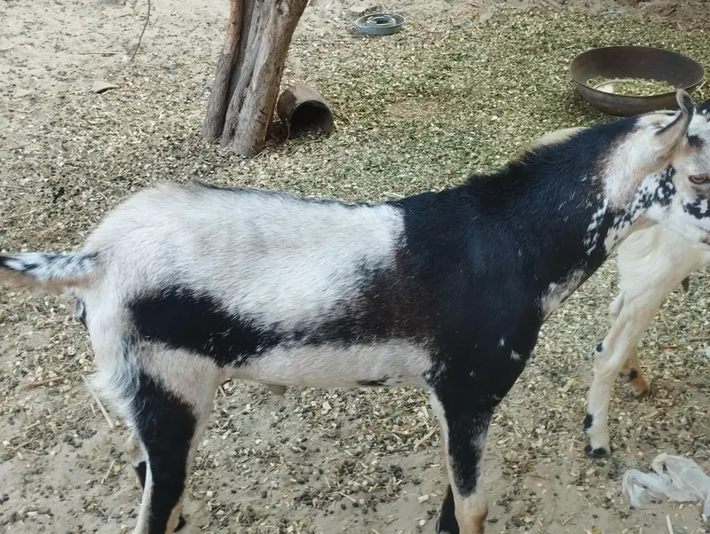 3 pic for 2 male 1 female  galmori male ha AK chota male  white female — photo 5