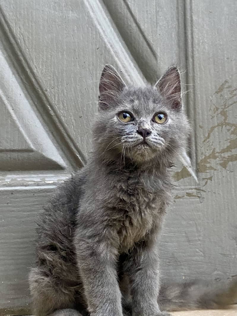 Cat For Sell 0