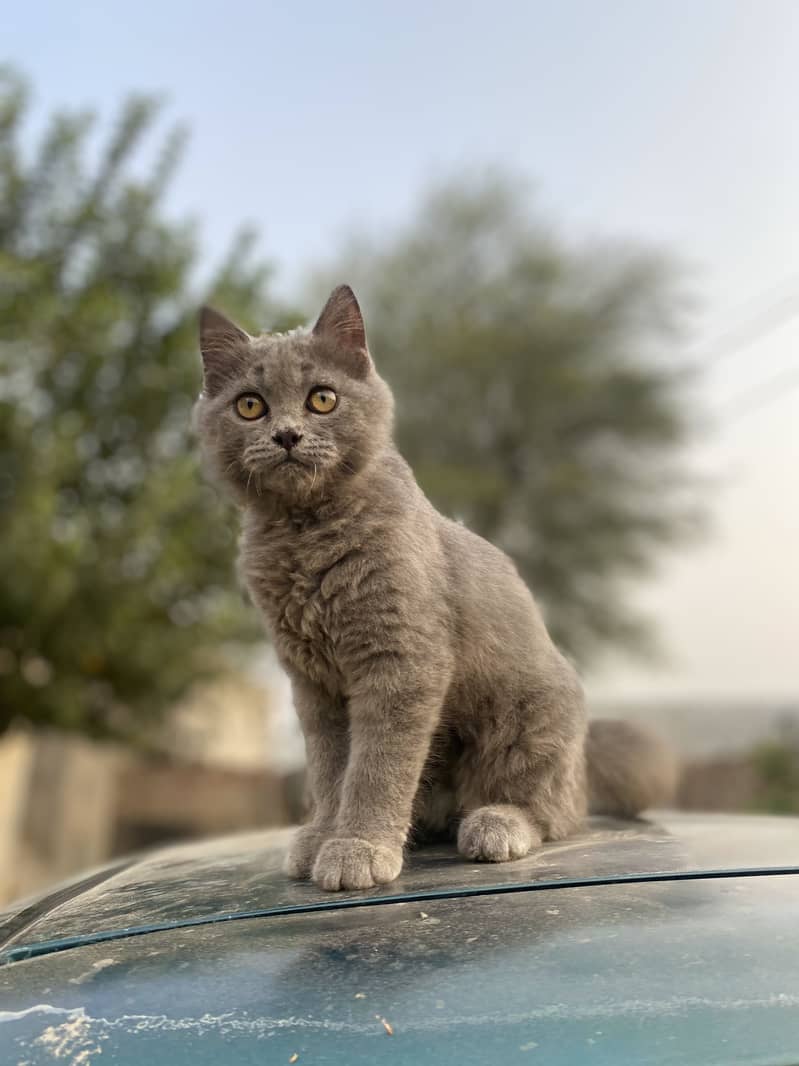 Cat For Sell 1