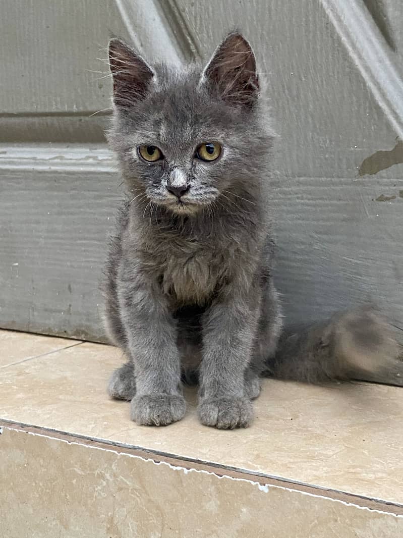 Cat For Sell 2