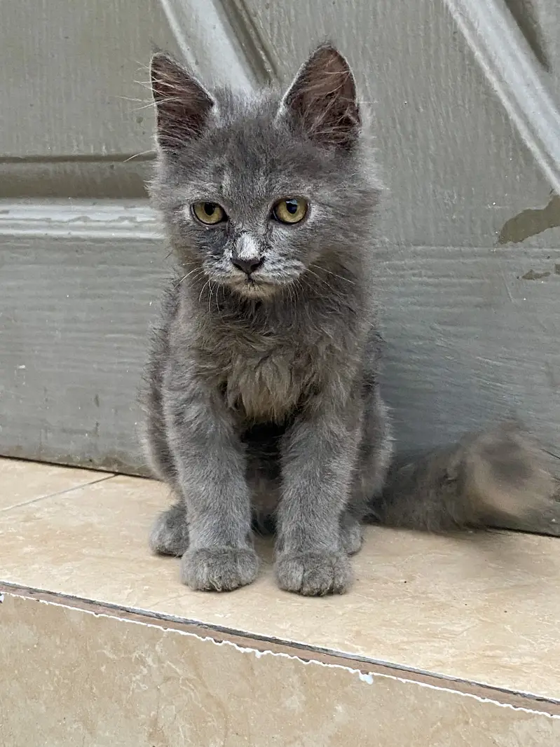 Cat For Sell — photo 3