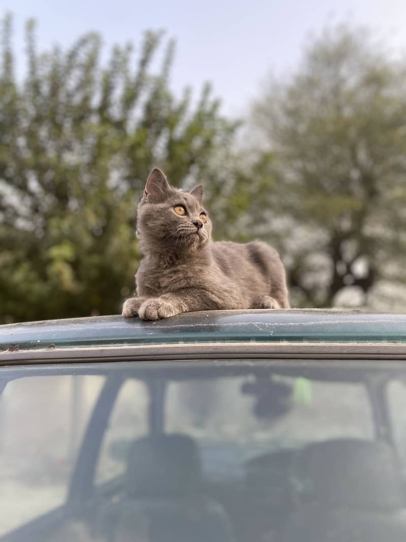 Cat For Sell 3