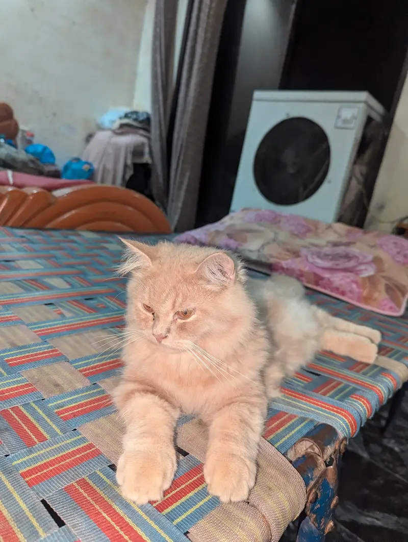 Fawn triple coated Persian male kitten — photo 2