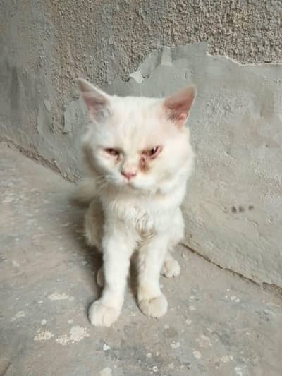 Male cat for sell
