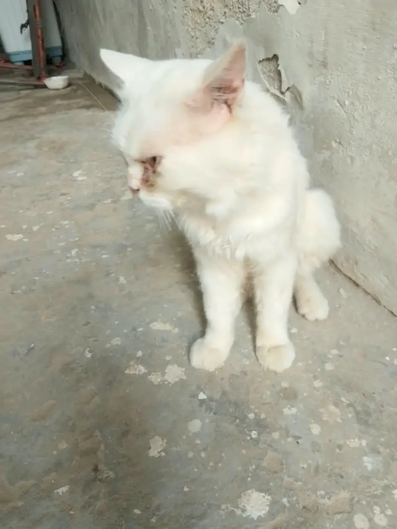 Male cat for sell — photo 2